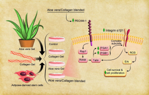 Effect of Aloe vera/Collagen blended 